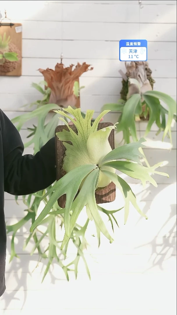 完全开放A021 侏儒塔苏塔