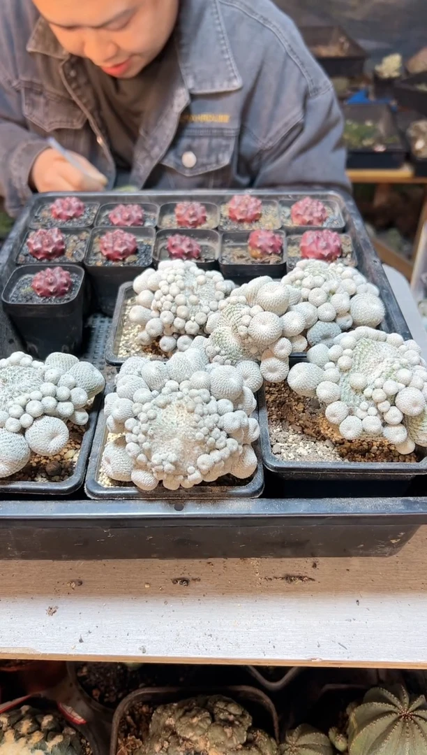 【闪购商品】自根子吹月世界群7公分