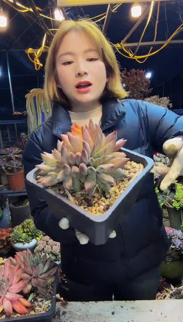 19号一物一拍脱土包邮