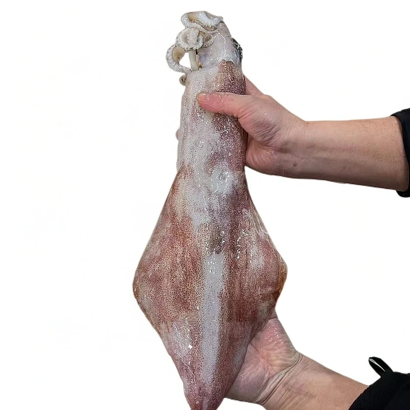 【火箭鱿】鱿鱼福建省内可拍保鲜