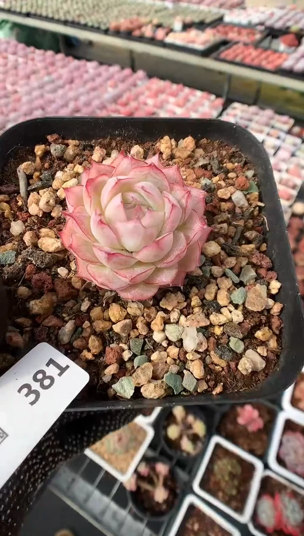 【闪购商品】381女王一物一拍