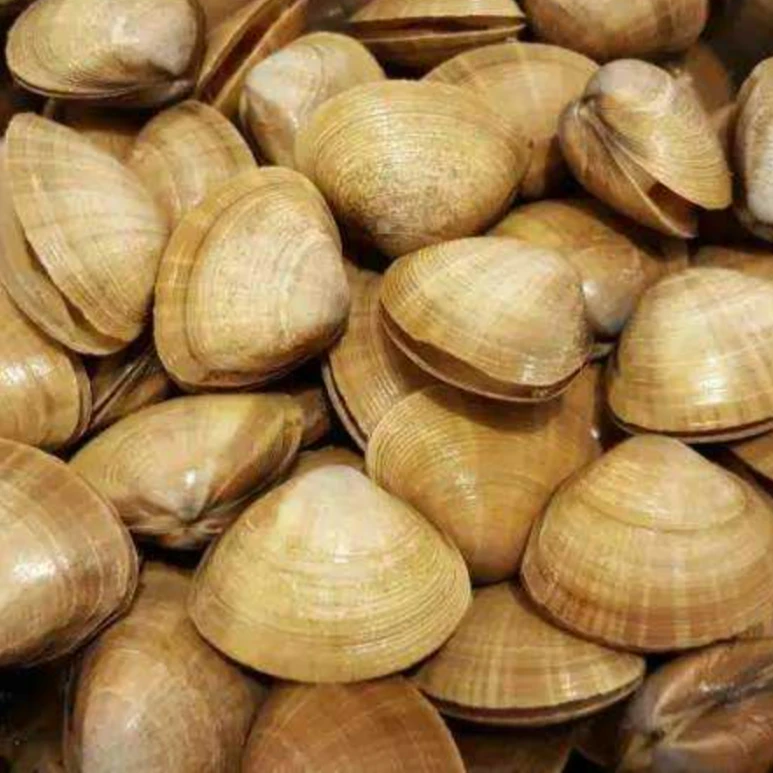 丹东东港特大号黄蚬子保鲜保肥不保活吐水率10%拍3斤送1斤