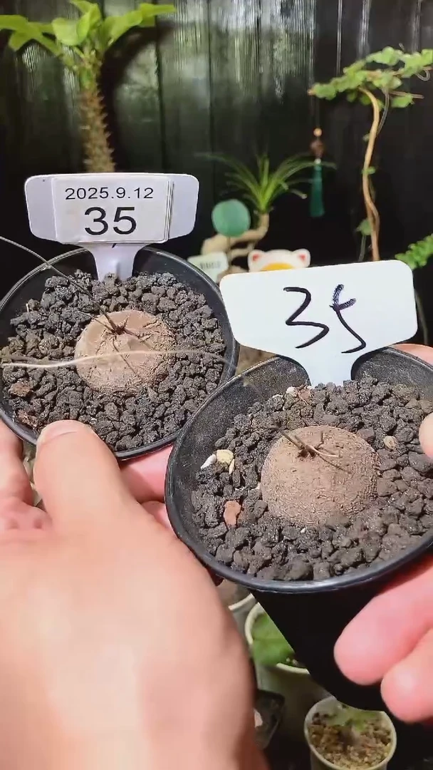 35号912福利南非龟甲龙买1个送1个