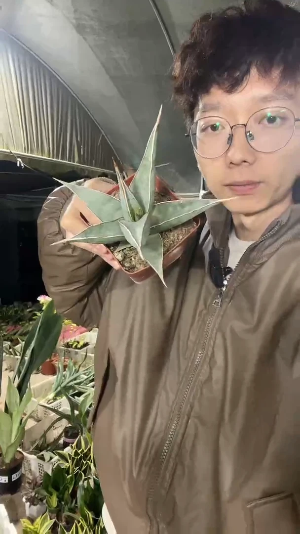 30号步行者带盆土40.