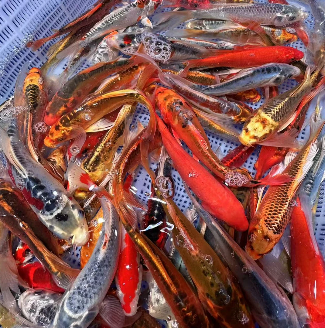 精品锦鲤鱼大尺寸好养混搭水族活体 22尾包损 全国包邮