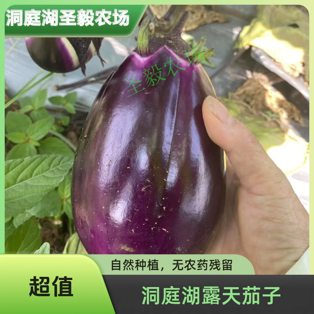 新鲜湖南茄子本地露天灯泡紫圆茄子软糯时令蔬菜