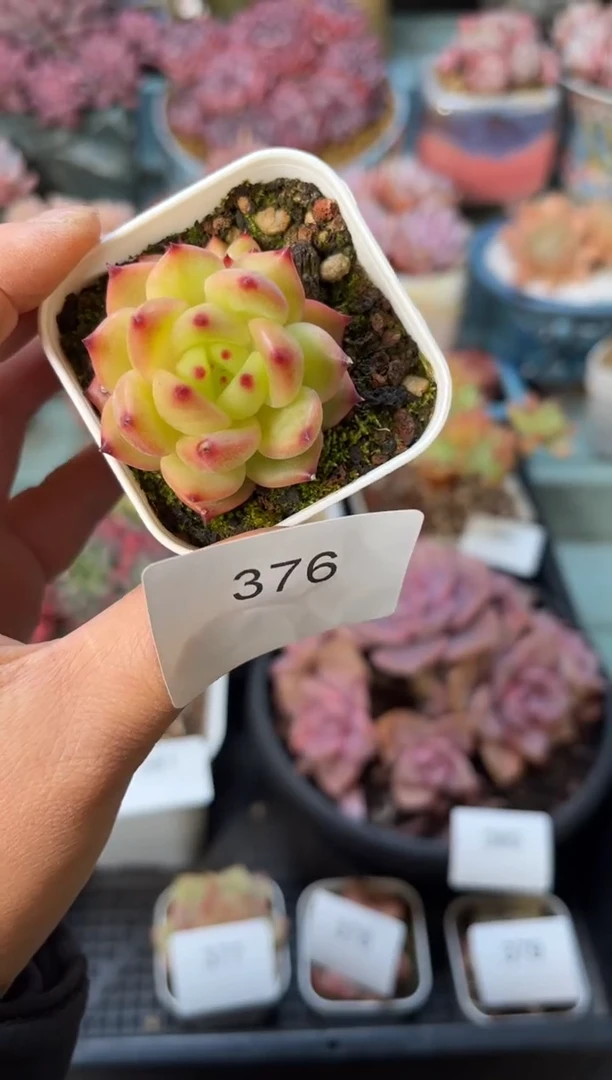 376单头个体多肉