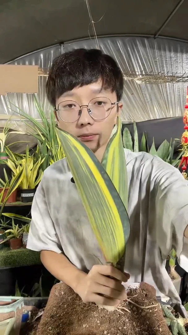 1号黄金宝镜裸根68.8