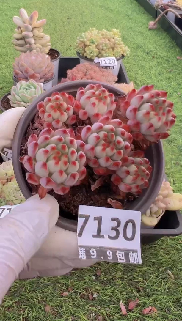 【闪购商品】信福多肉一物一拍