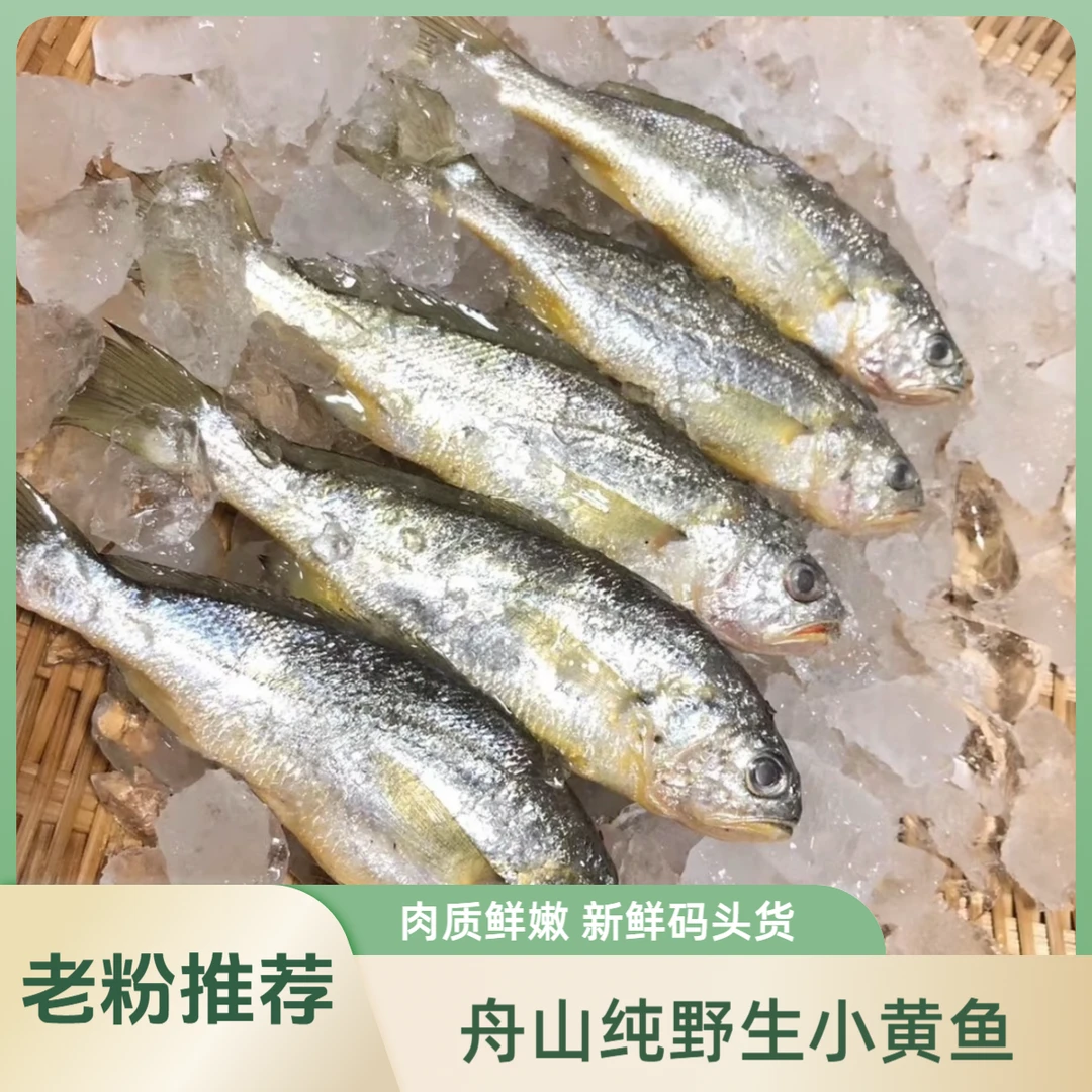 舟山东海纯野生小黄鱼 3斤 1斤8条款 新鲜码头货 顺丰冷链包邮