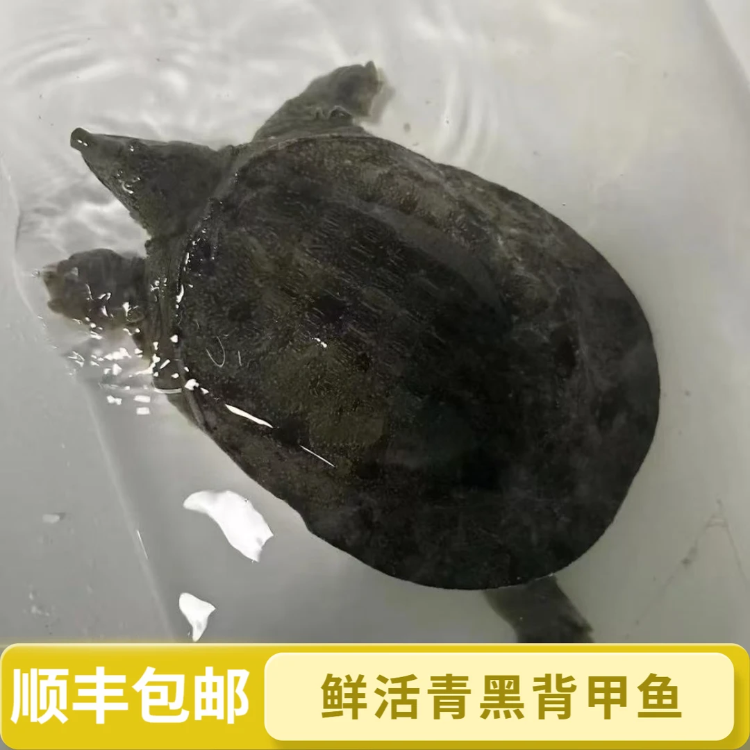 【青黑花】单只到手重3~3.5斤食用甲鱼水鱼团鱼顺丰包邮包活到家