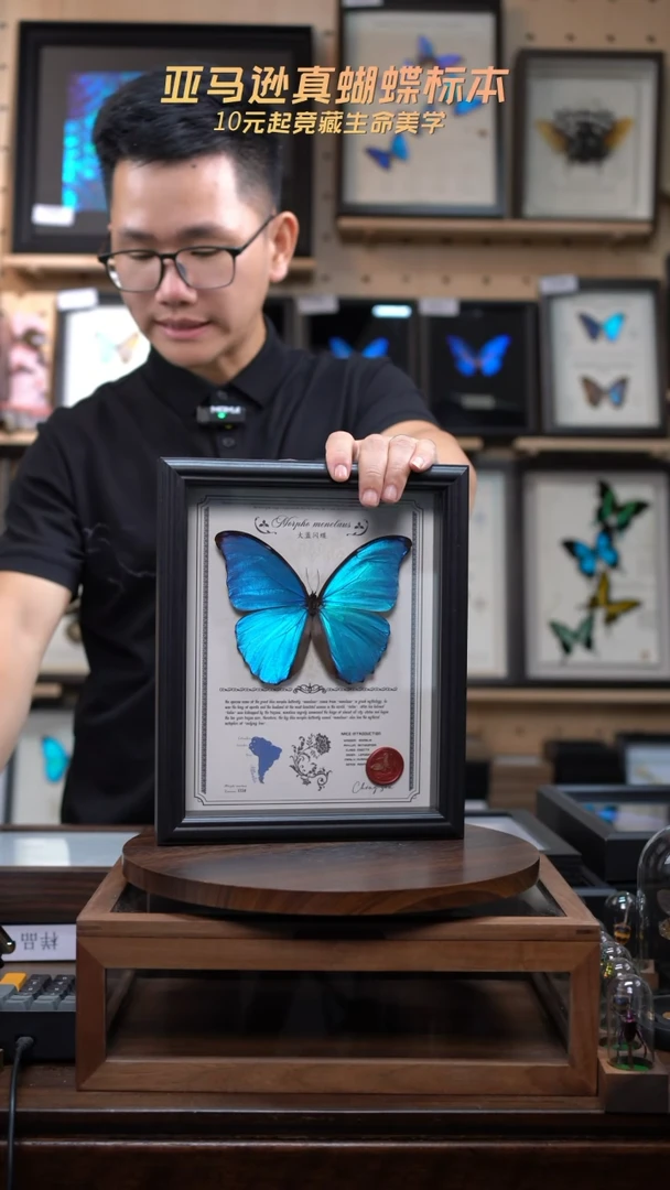 大蓝闪蝶豪华版10寸欧式框（带证书）