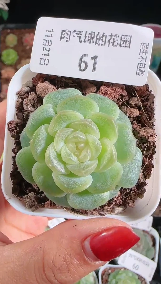 1121-61群生不包整