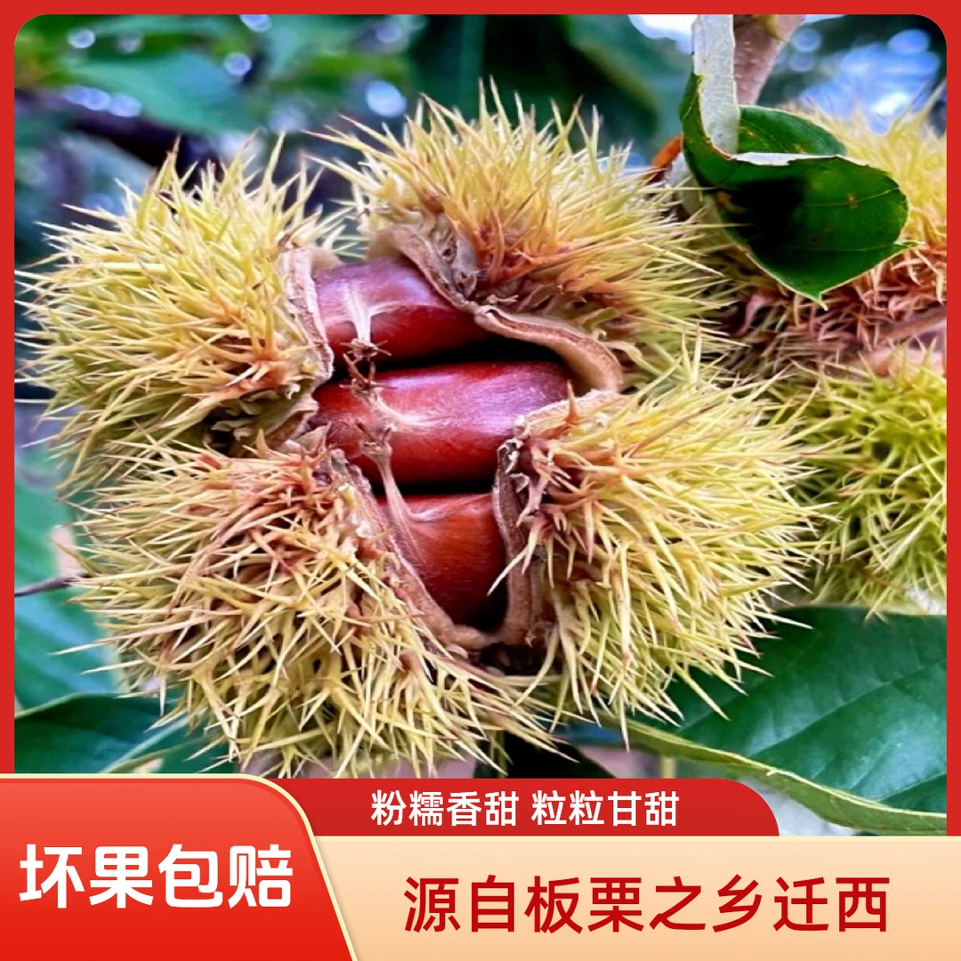 大果3113 迁西板栗9月新下树 产地直销 粉糯香甜 坏果包赔