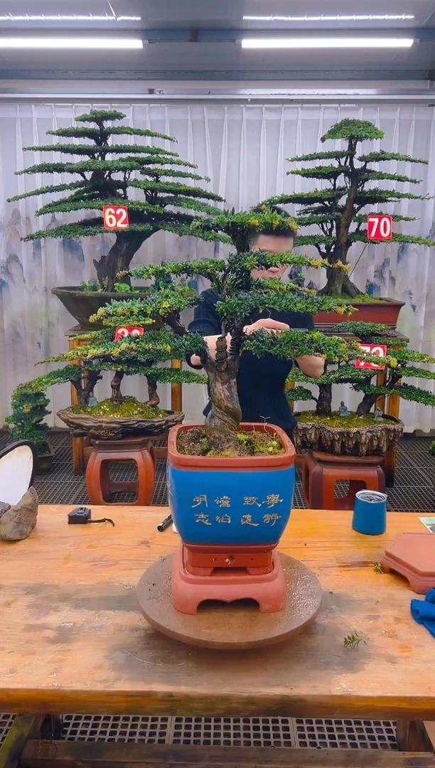 无花朵精品盆景直播间一物一拍
