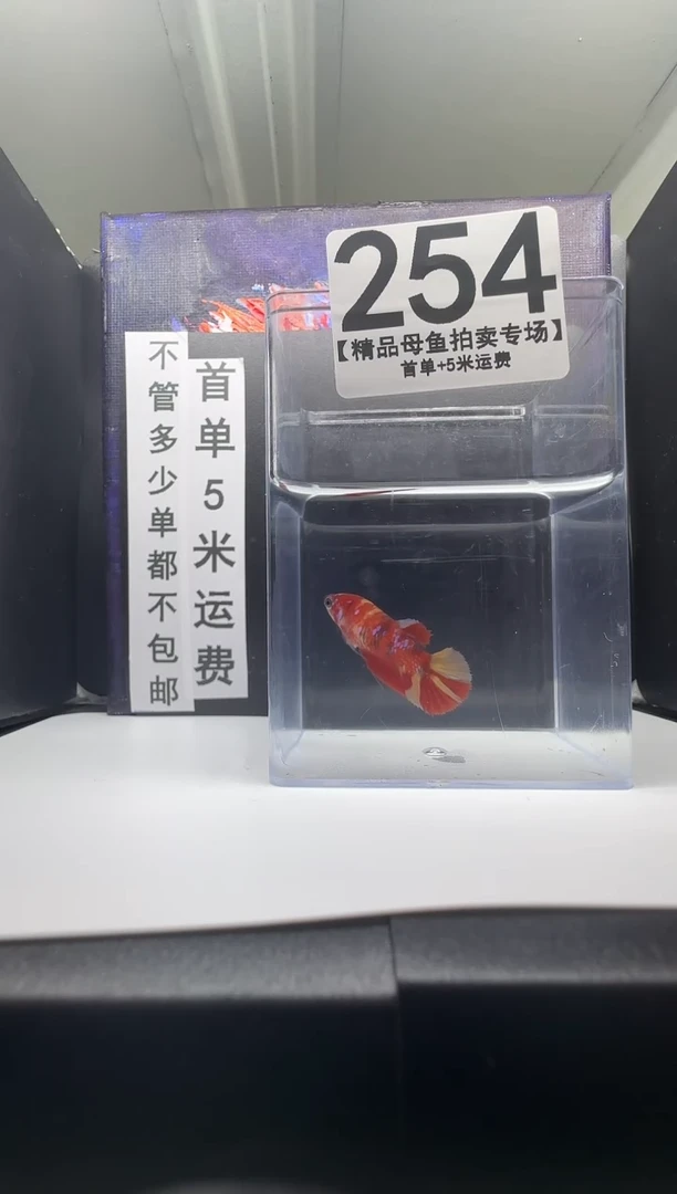 斗鱼母鱼编号：254