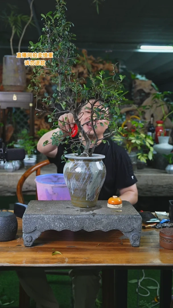 当前无花栽培后可以开花104火棘瓷器瓶