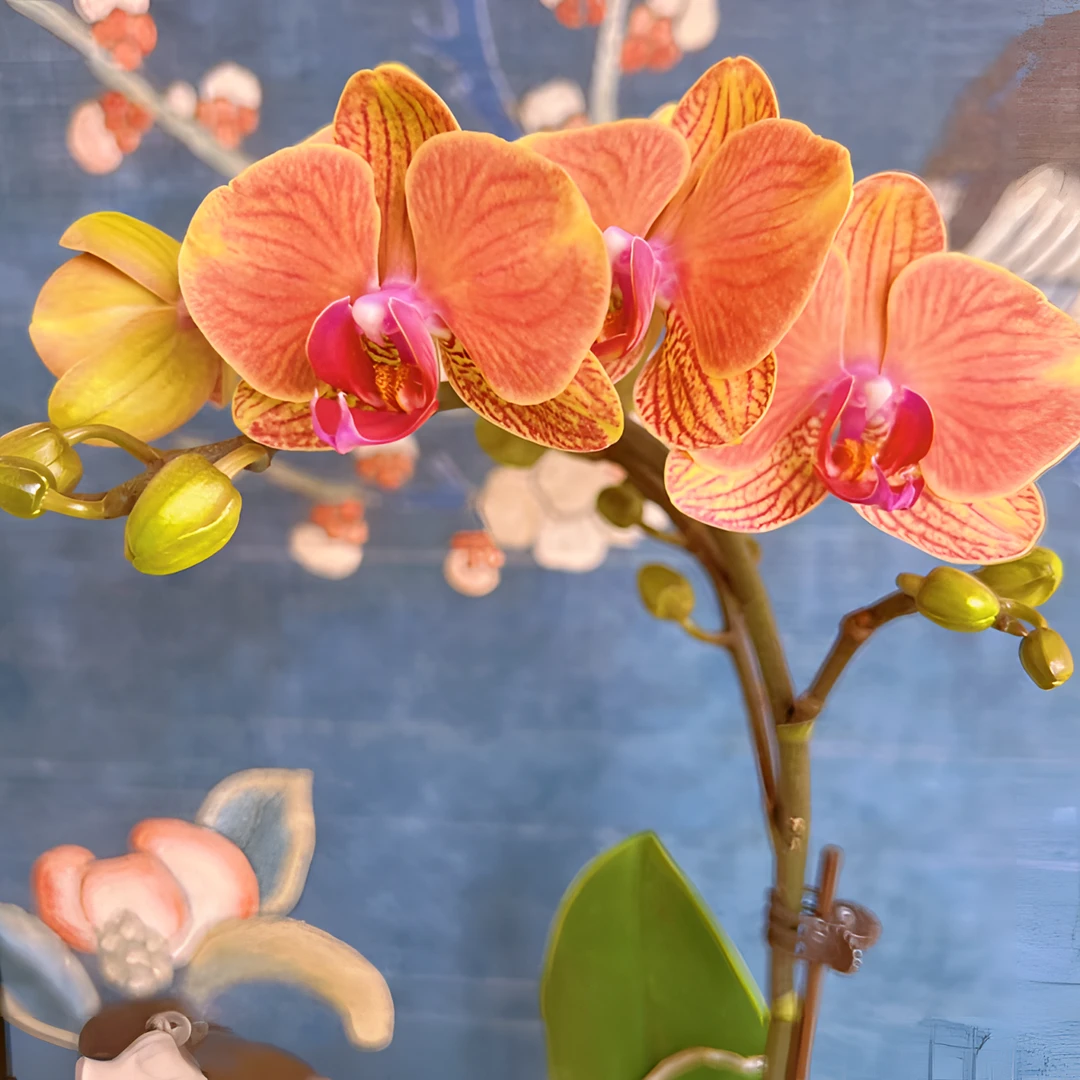 【王大拿】《金吉利》精品蝴蝶兰带花苞鲜花发货高档新手好养