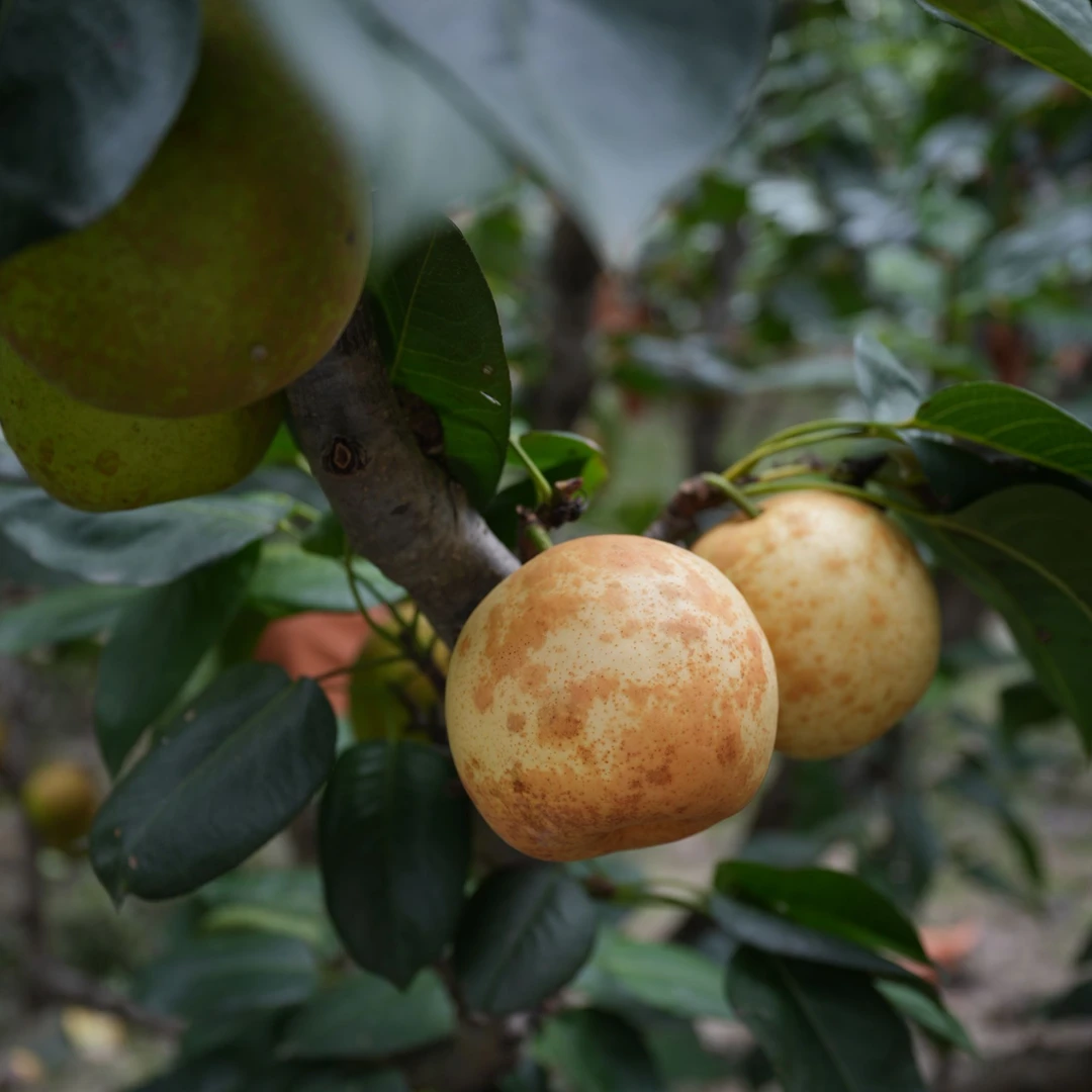 【虞生优梨】农家自种现摘翠冠梨大果脆甜多汁套袋