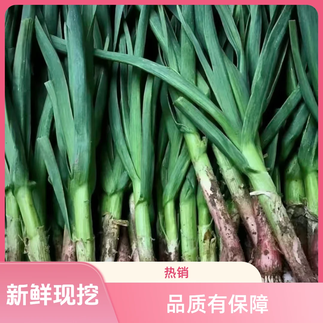 洋县贯溪村农家自种的新鲜现挖露天红皮蒜苗（微微带泥）