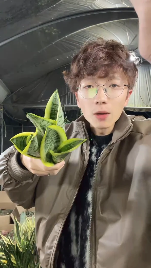 【闪购商品】矮脚金边虎耳裸根3棵9.9