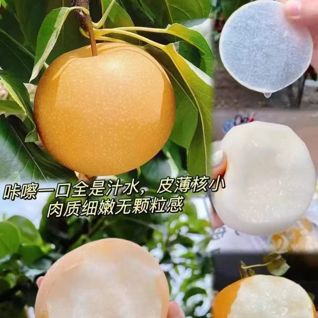 正宗莱阳秋月梨净重2斤左右
