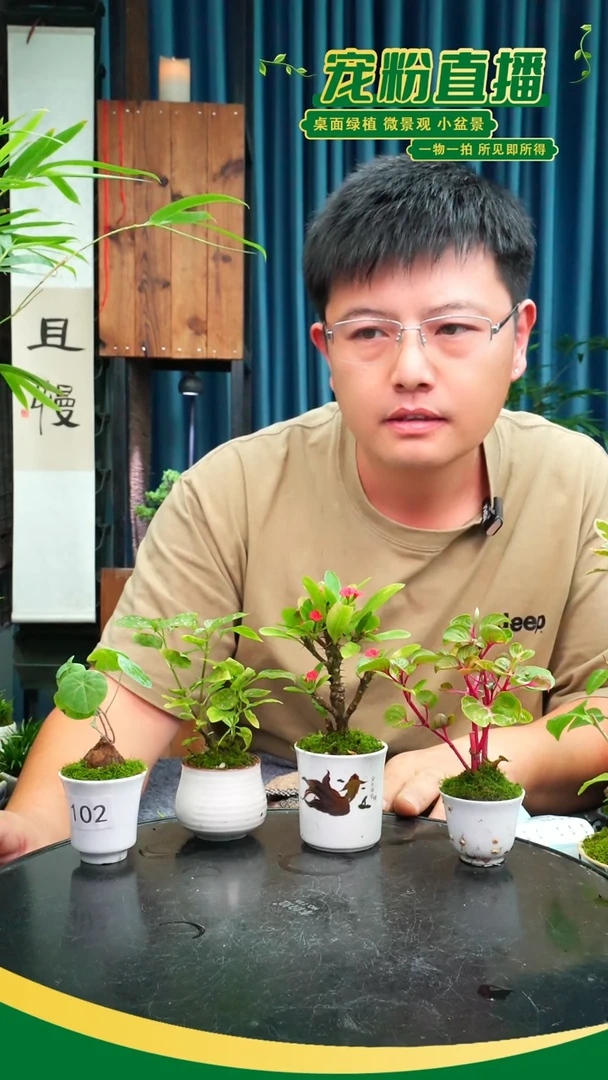无花朵用****8苔藓微景观102号