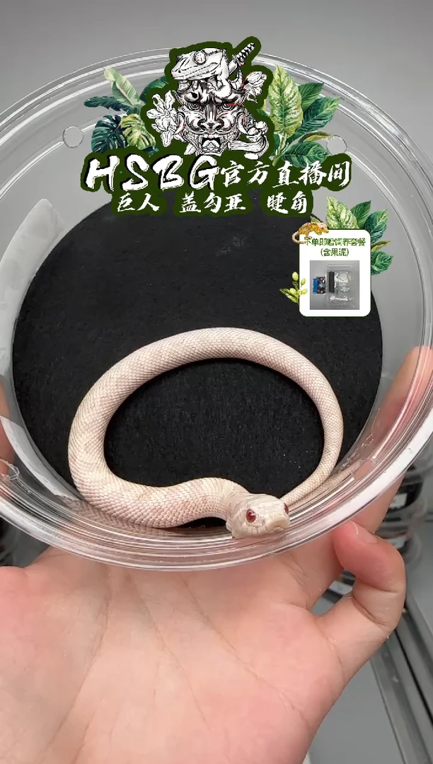 直播间猪鼻雪康公8.7克