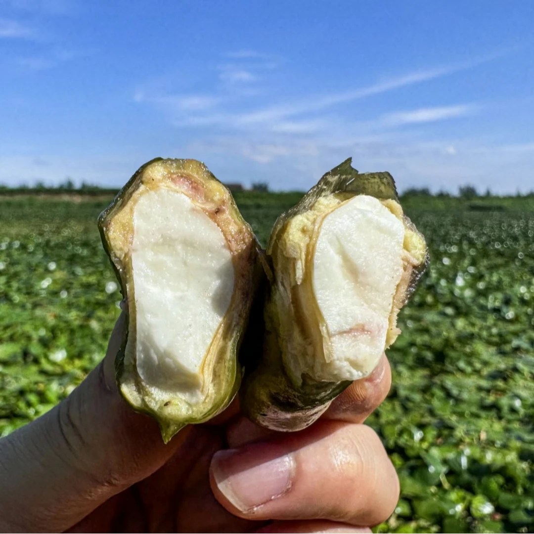 八卦洲菱角新鲜老菱角农家土特产粉糯棱角