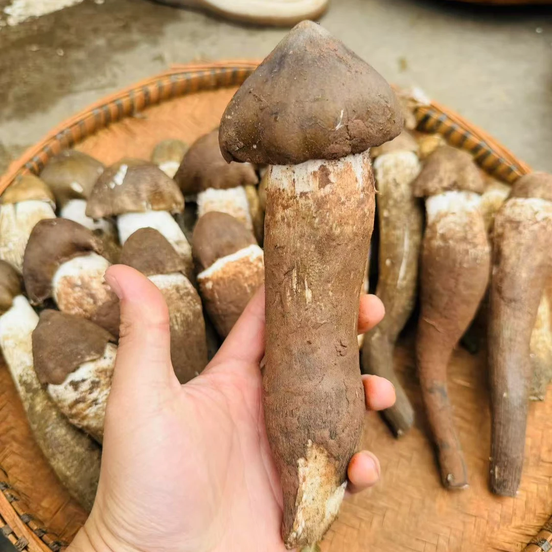 云南高原新鲜【野生鸡枞菌】顺丰空运500g