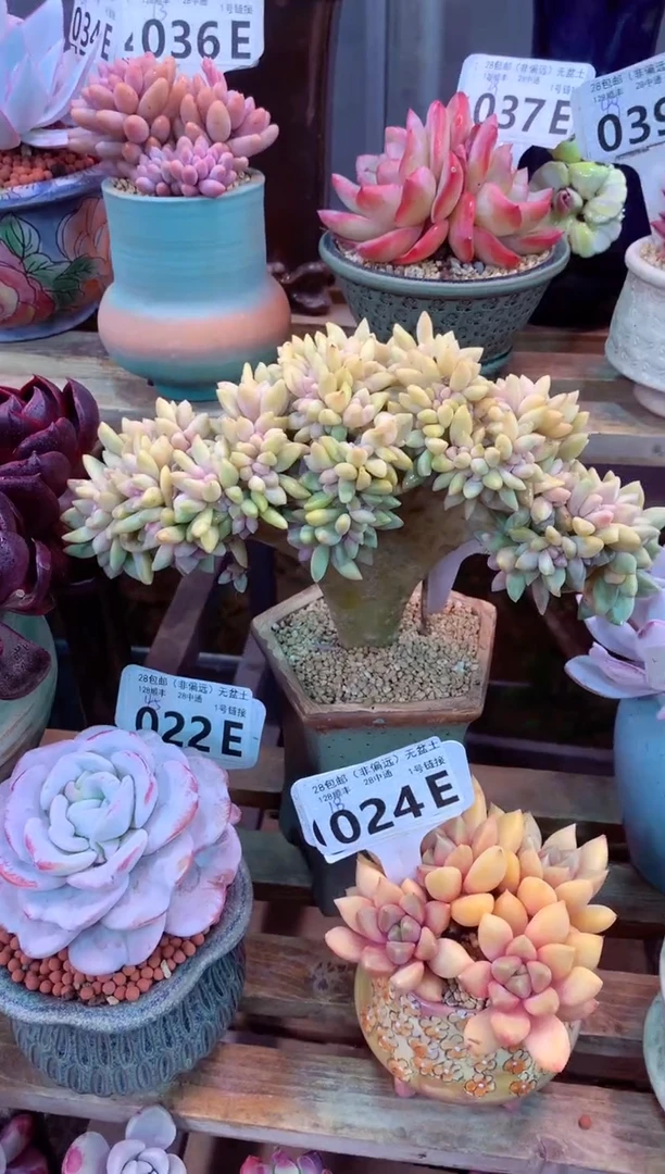 淡雪缀023E（一物一拍，精品多肉，w所见即所得