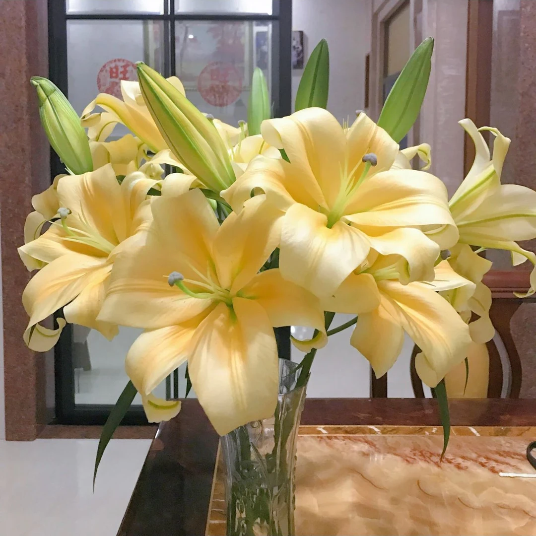 【闪耀】16/18 OT系列香水百合种球荷兰进口种球四季栽种鲜花种球