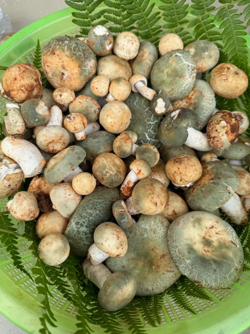 云南野生青头菌 变绿红菇 煲汤爆炒 新鲜现发野生菌 顺丰包邮