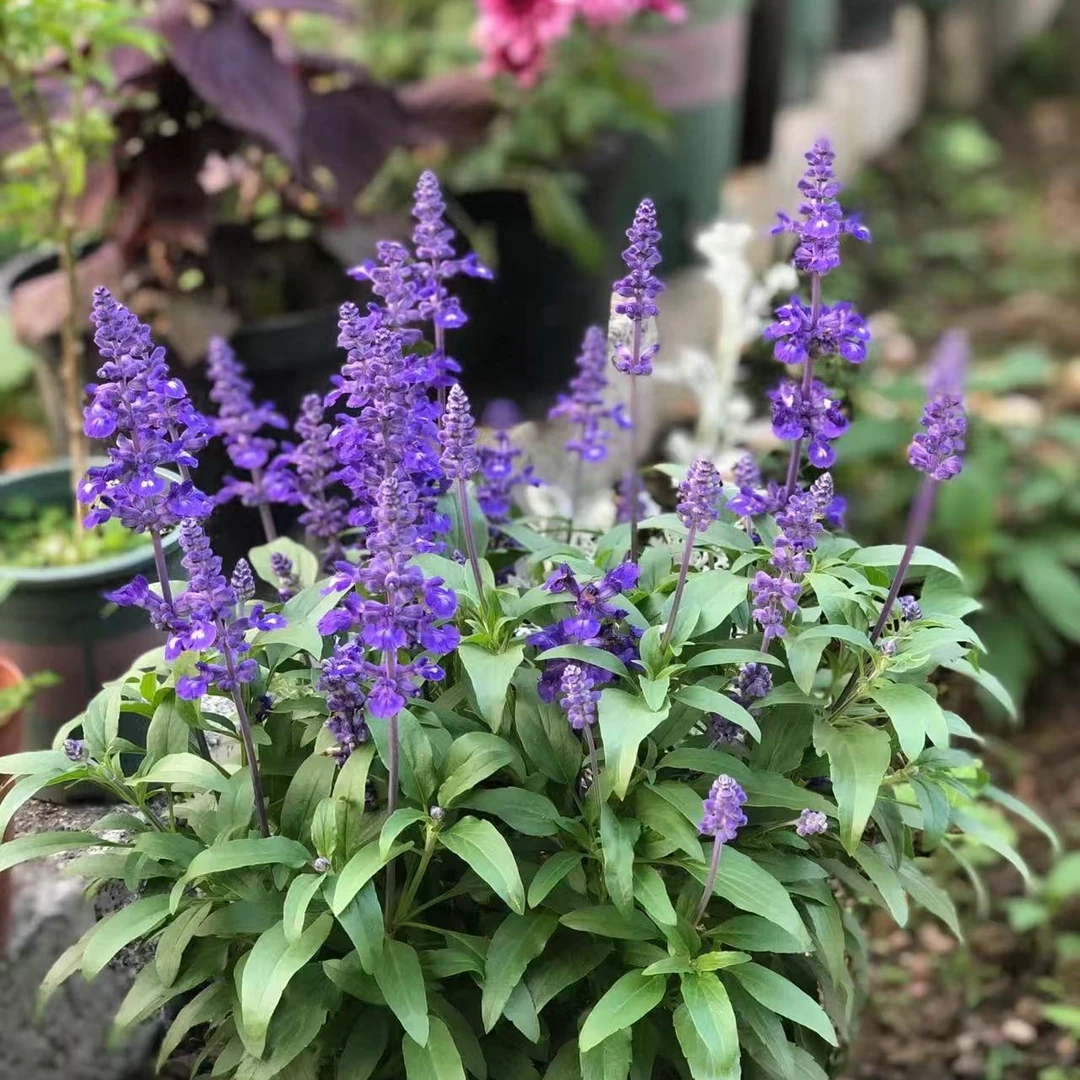 蓝花鼠尾草 6月开花 蓝色 多年生 2加仑盆