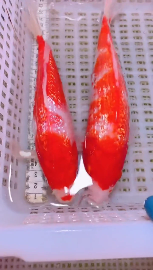 锦鲤冷水观赏鱼全场包邮173