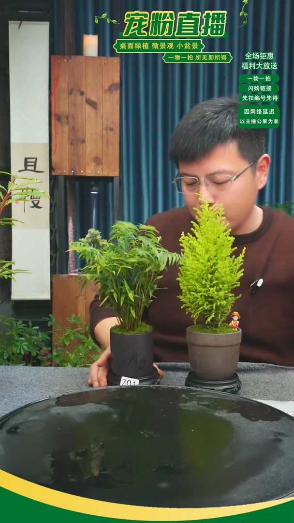 无花朵陈*猫苔藓微景观701号