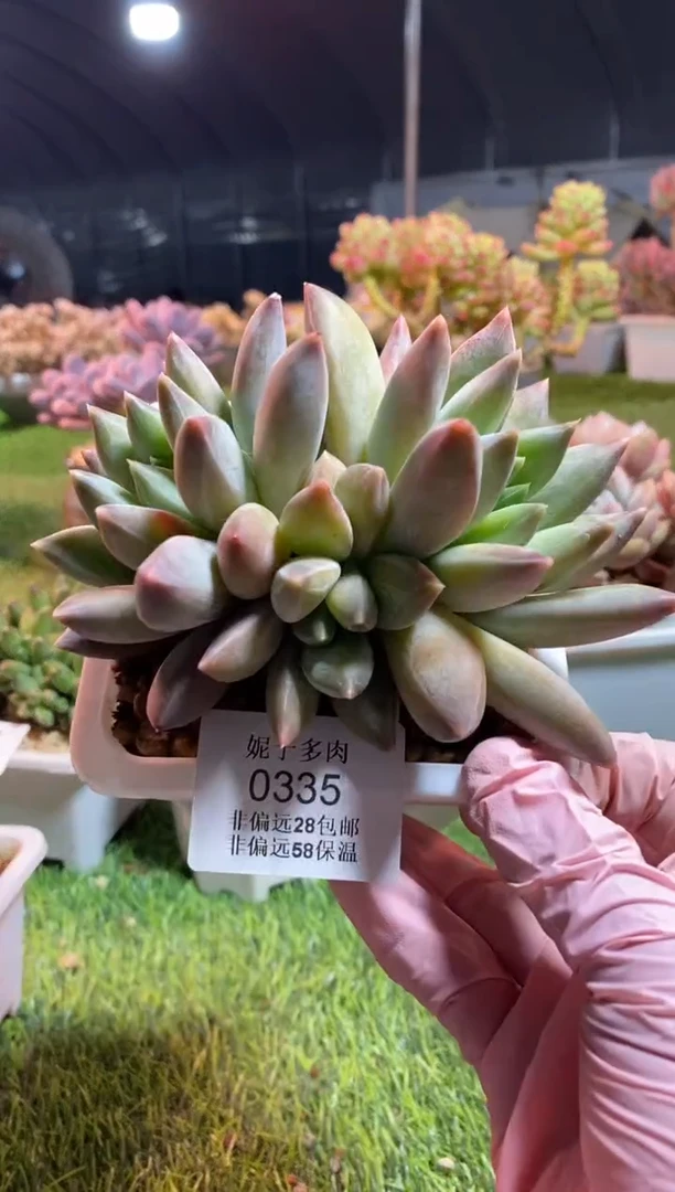 【闪购商品】0335a