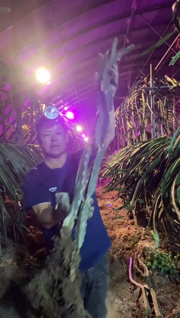 三棵火龙果1.5长度