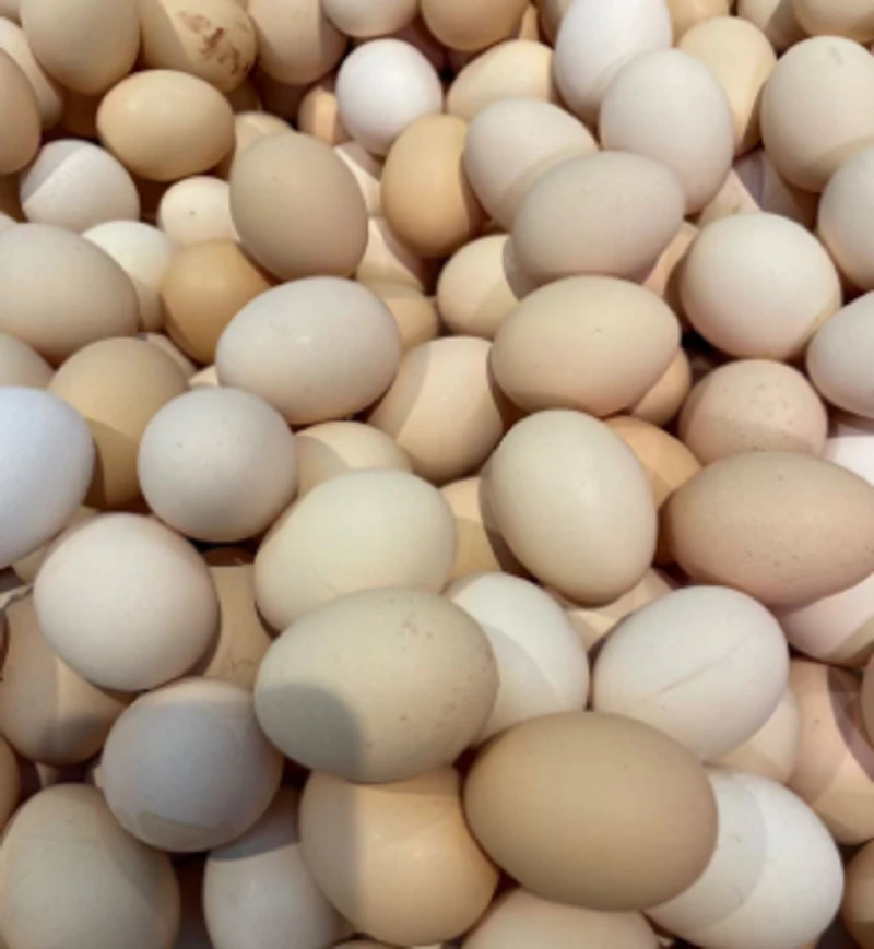 农家土鸡蛋笨鸡蛋