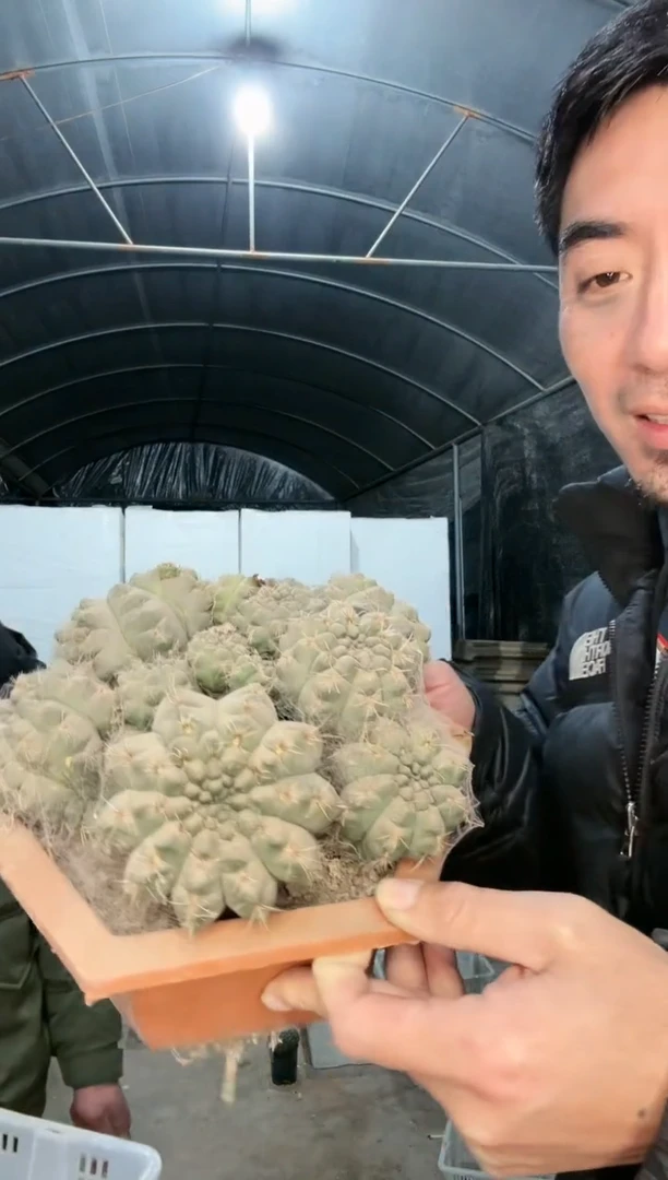 【闪购商品】筐拍 6号