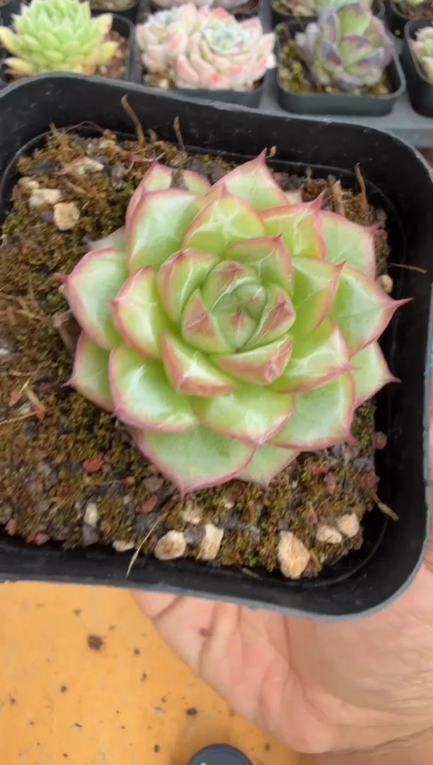 东云多肉园二店-229