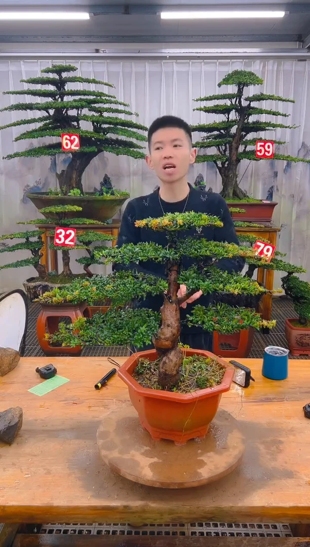 无花朵精品盆景直播间一物一拍