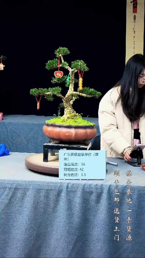 【闪购商品】黄杨盆景黄杨盆景