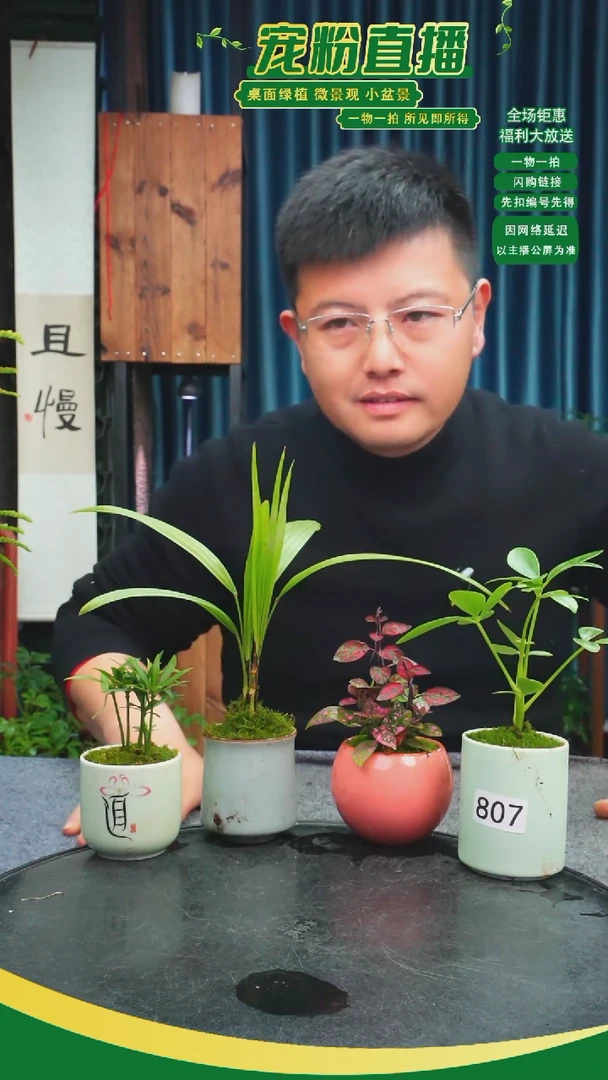 无花朵娃****哈苔藓微景观807号
