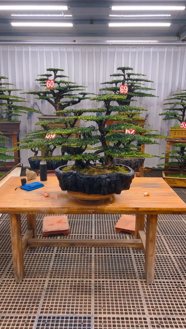 【闪购商品】紫砂精品盆景直播间一物一拍
