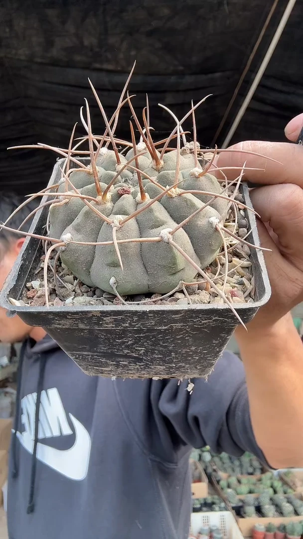 6-6号         12.99