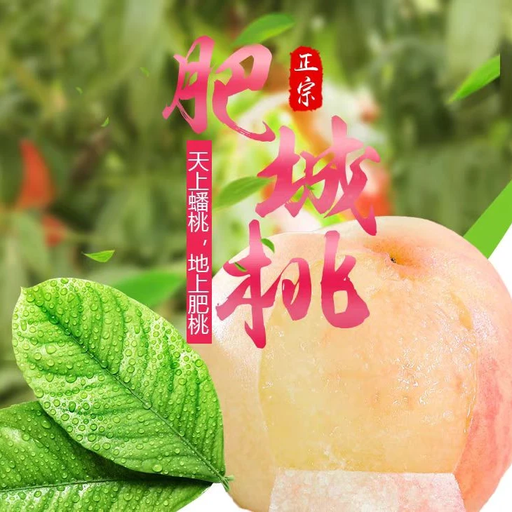 【肥城贡桃】山东肥城桃甜新鲜桃子肥城桃桃现摘现发