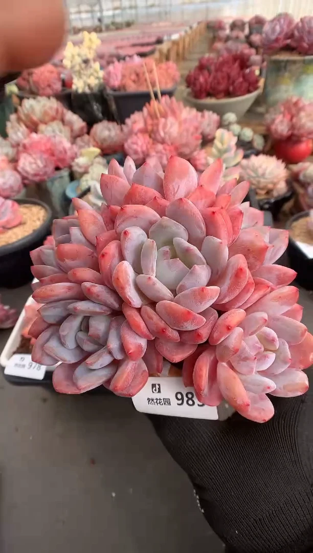 983韩橙多肉植物一物一拍