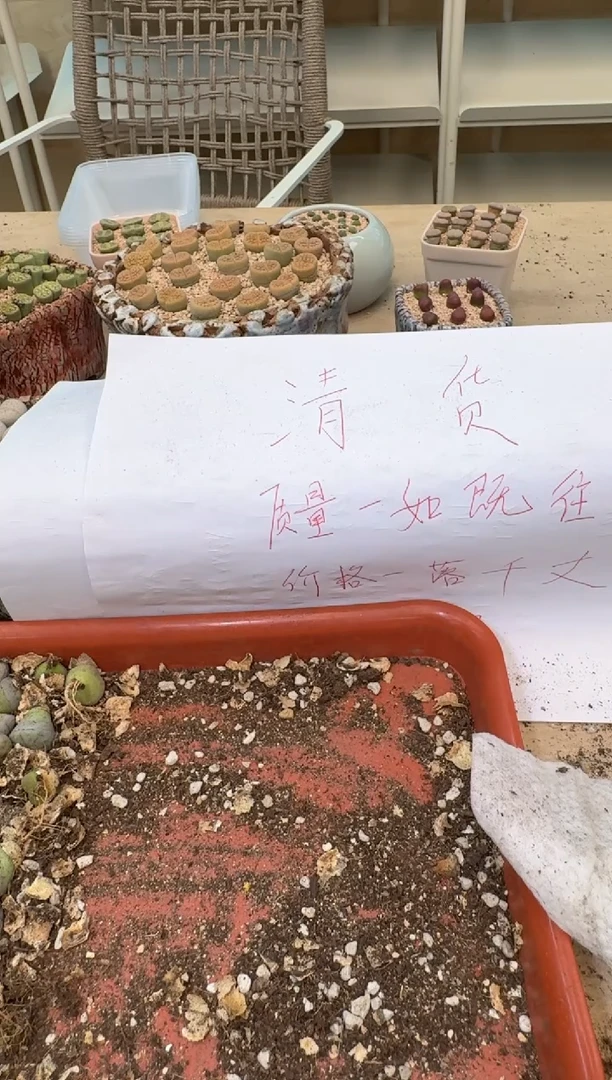 6-280多肉植物肉锥