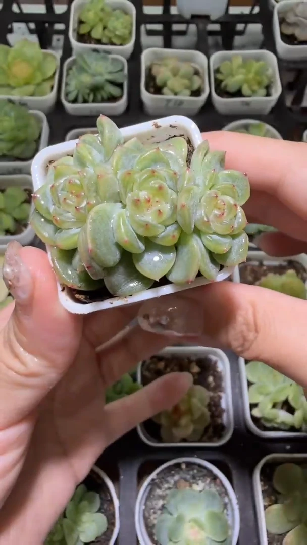 1206  T3000多肉植物